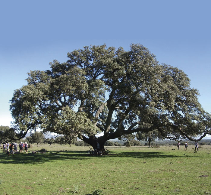 Encina de las mil ovejas